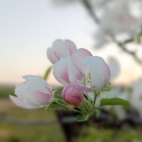 Яблоневый цвет. :: Ирина * Яблоневый цвет. :: Ирина *