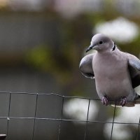 Делайте как я сказала... :: Николай Саржанов