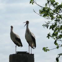 Аисты в Смоленской области :: Мария К.