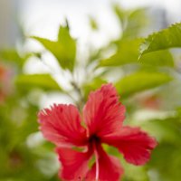 Nature of Panama :: Анастасия Фотографовна Nature of Panama :: Анастасия Фотографовна