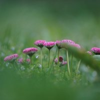 Нежность весны :: Иван Литвинов Нежность весны :: Иван Литвинов