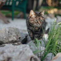 Кошка Коля :: Юлия Кравченко
