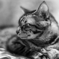 Кот Боке :: Жора Житников