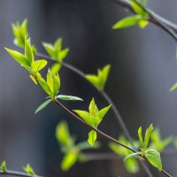 Весна :: Виктор Иванович Чернюк