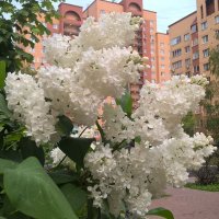 Сирень над городом :: Елена Семигина