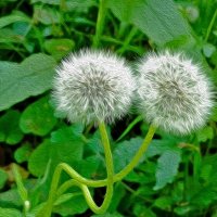 Влюбленные одуванчики... :: Валентина Нефёдова Влюбленные одуванчики... :: Валентина Нефёдова