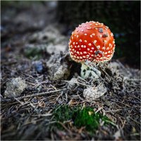 Не родись красивым... :: Анатолий ИМХО