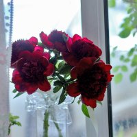 Пионы :: Юрий Гайворонскiий