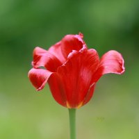 про тюльпаны... :: Andrey Bragin про тюльпаны... :: Andrey Bragin