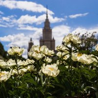Пионы ботанического сада :: Игорь Шевченко Пионы ботанического сада :: Игорь Шевченко