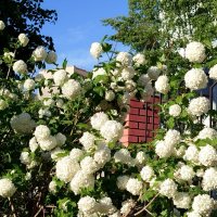 Гортензия :: светлана льдокова Гортензия :: светлана льдокова