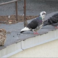 Не подходи - укушу :: Сеня Белгородский