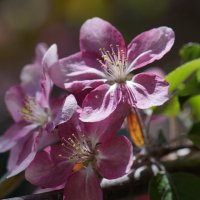 Яблоня :: Наталия Григорьева