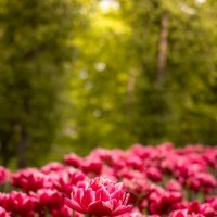 Тюльпаны в лучах солнышка :: Анастасия Белякова