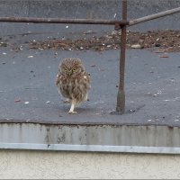 Летящей походкой :: Сеня Белгородский Летящей походкой :: Сеня Белгородский