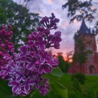 Сирень :: Сапсан 