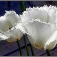 Тюльпаны - это дивные цветы... :: Ольга Довженко Тюльпаны - это дивные цветы... :: Ольга Довженко