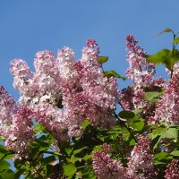 мой сад. :: ИННА ПОРОХОВА