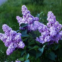 Сирень :: Зоя Мишина Сирень :: Зоя Мишина