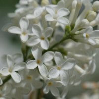 Белая сирень :: Наталия Григорьева