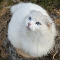 Кошкин взгляд :: Сергей Ц