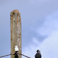 Электромонтаж. Недорого. Опыт. :: Михаил ******* Электромонтаж. Недорого. Опыт. :: Михаил *******