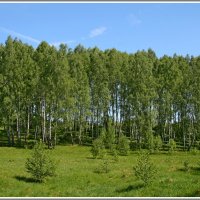 Берёзовая роща :: Владимир Попов Берёзовая роща :: Владимир Попов