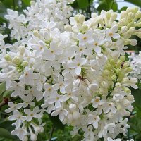 Белая сирень с паучком :: Наталья ***