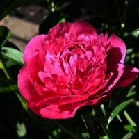 пион :: Aleksandr . пион :: Aleksandr .