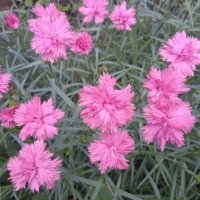 гвоздика :: Елена Шаламова гвоздика :: Елена Шаламова