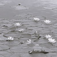 Усманка :: Елена Шаламова