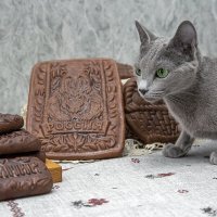 Пряники и Кошка Аська :: Герман Воробьев