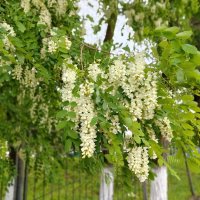Белая акация. :: Елена Сухорученкова