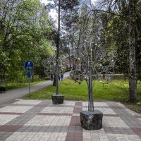 Деревья любви. :: Николай 