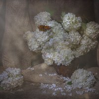 Ода гортензии :: Svetlana Galvez Ода гортензии :: Svetlana Galvez