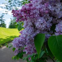 парк :: Александр 