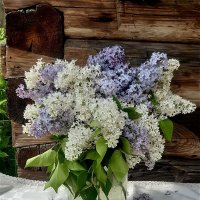 Букет  деревенской сирени! :: Нина Андронова