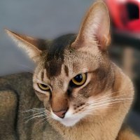 Любимый котик :: Елена Сухорученкова