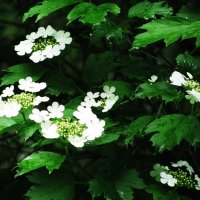 Калина цветёт :: Людмила Смородинская Калина цветёт :: Людмила Смородинская