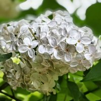Сирень :: Михаил Столяров