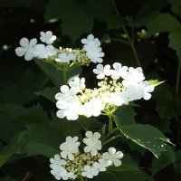 Калина :: Freddy 97