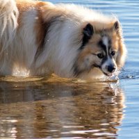 --- :: vladimir 