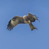 черный коршун .ловим стрекоз. :: юрий макаров