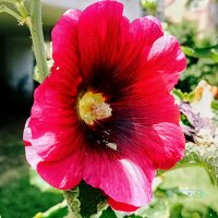 Штокроза. :: Argaman Табашник Штокроза. :: Argaman Табашник