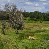 Деревенская пастораль :: Мариша Тим Деревенская пастораль :: Мариша Тим