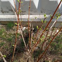 Апрель. :: Владимир Драгунский
