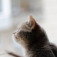 Мура :: Олег Чебесов Мура :: Олег Чебесов