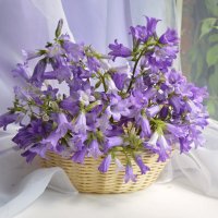 Колокольчики полевые :: Надежда Куркина 