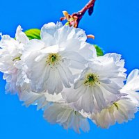Как прекрасные невесты! :: Alexandеr P