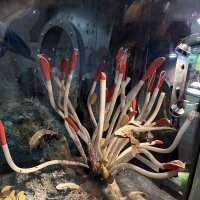 Трубочник обыкновенный :: Ирэн 